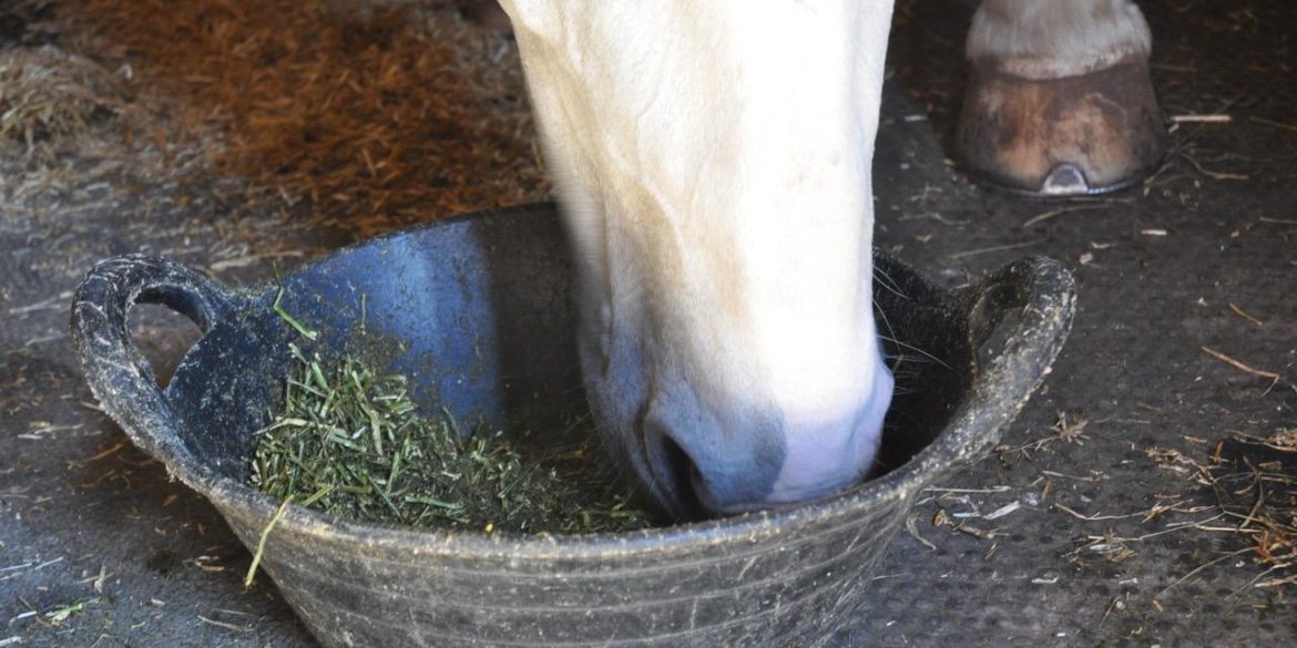 Pasture Associated Laminitis – What To Look Out For